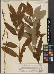 Foto von Salix caprea L. x Salix viminalis L.